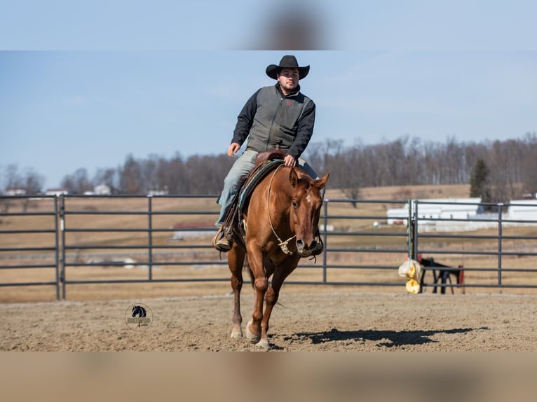 American Quarter Horse Wałach 5 lat 150 cm Bułana in Fredericksburg