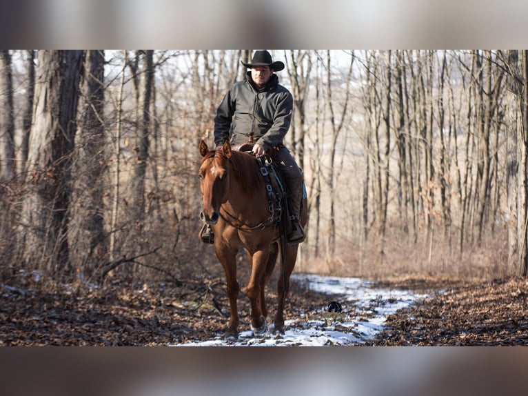 American Quarter Horse Wałach 5 lat 150 cm Bułana in Fredericksburg