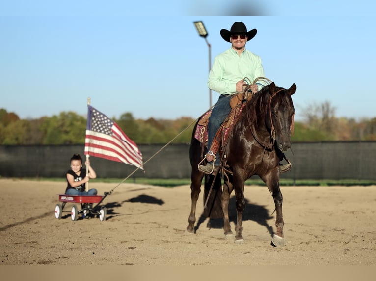 American Quarter Horse Wałach 5 lat 150 cm Ciemnokasztanowata in Buffalo