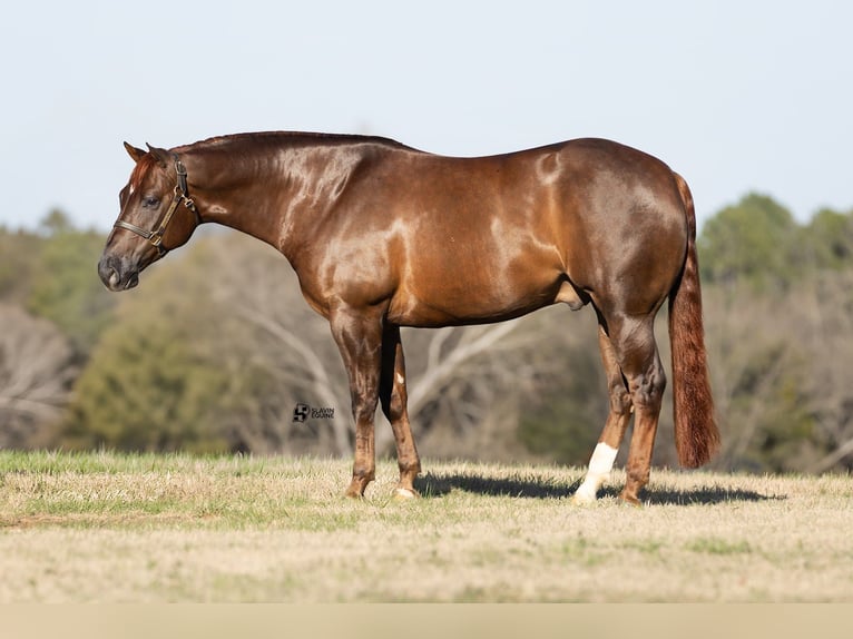 American Quarter Horse Wałach 5 lat 150 cm Ciemnokasztanowata in Whitesboro