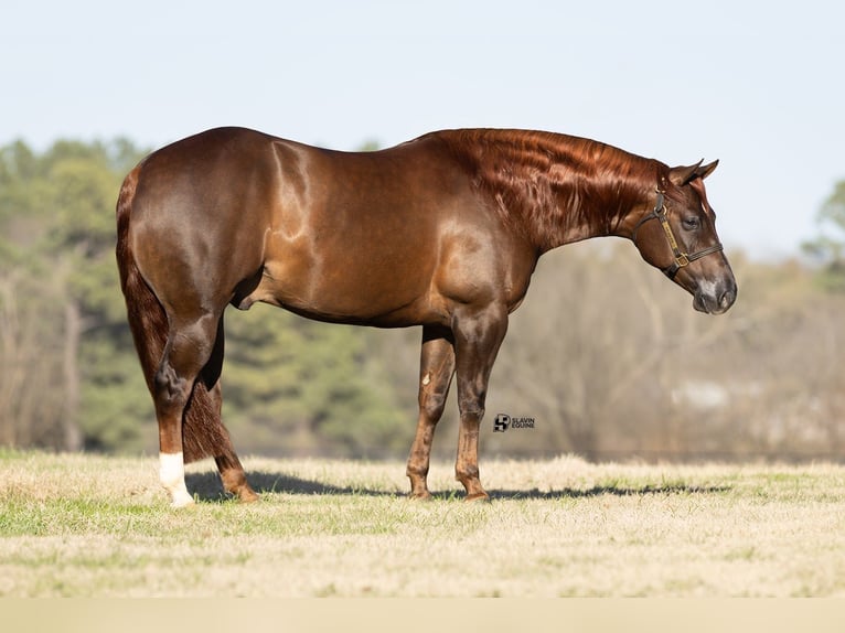 American Quarter Horse Wałach 5 lat 150 cm Ciemnokasztanowata in Whitesboro