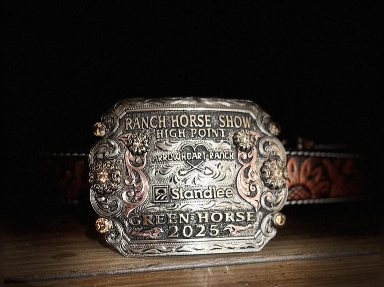 American Quarter Horse Wałach 5 lat 150 cm Cisawa in Gainesville