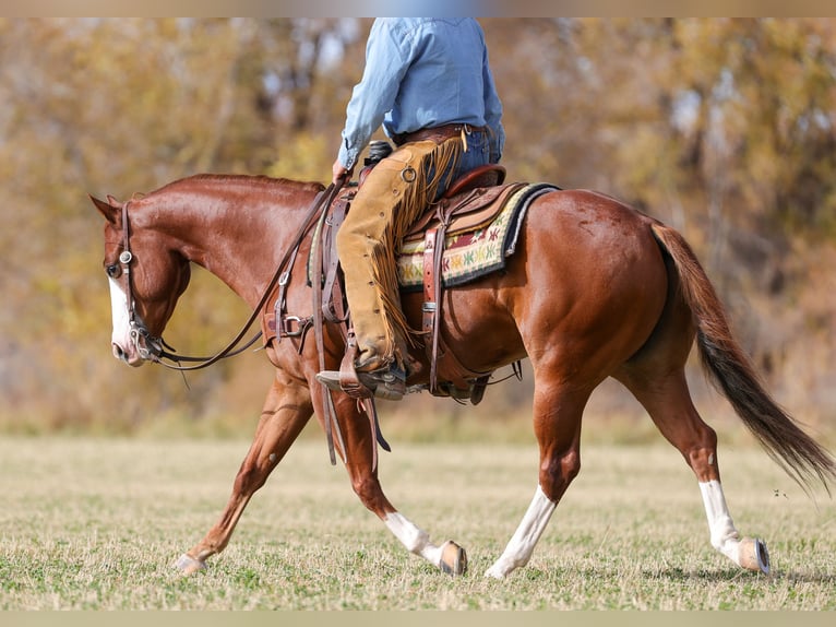 American Quarter Horse Wałach 5 lat 150 cm Cisawa in Belen
