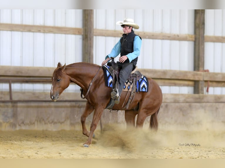 American Quarter Horse Wałach 5 lat 150 cm Cisawa in Oelwein American Quarter Horse Wałach 5 lat 150 cm Cisawa in Oelwein