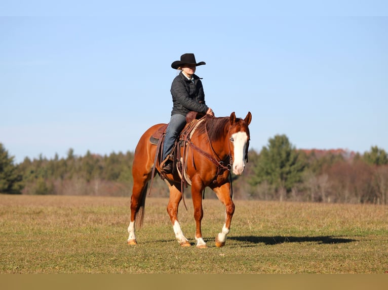 American Quarter Horse Wałach 5 lat 150 cm Cisawa in Clarion