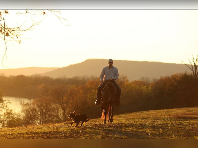 American Quarter Horse Wałach 5 lat 150 cm Gniada in Morrilton