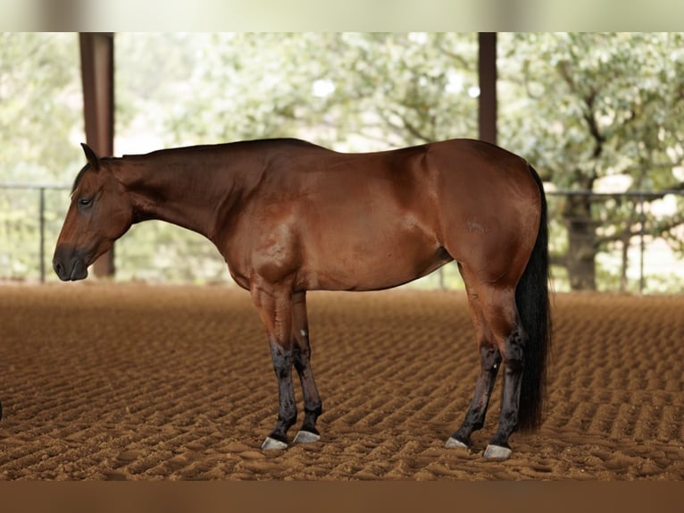 American Quarter Horse Wałach 5 lat 150 cm Gniada in Morrilton