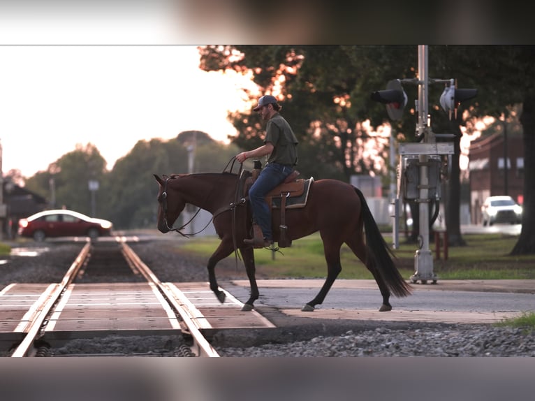 American Quarter Horse Wałach 5 lat 150 cm Gniada in Morrilton
