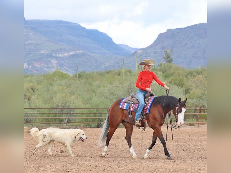 American Quarter Horse Wałach 5 lat 150 cm Gniada in Cave Creek