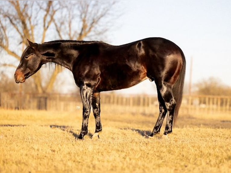American Quarter Horse Wałach 5 lat 150 cm Gniada in Crescent, OK