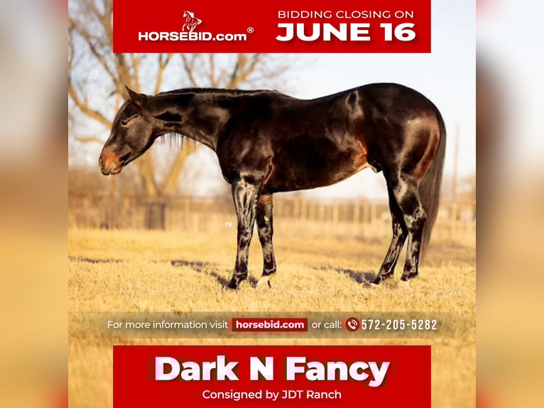American Quarter Horse Wałach 5 lat 150 cm Gniada in Crescent, OK