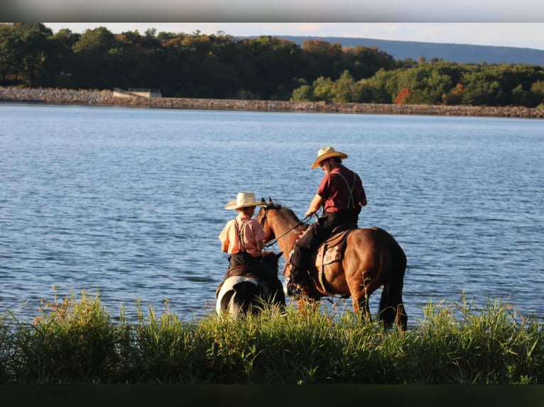 American Quarter Horse Wałach 5 lat 150 cm Gniada in Rebersburg