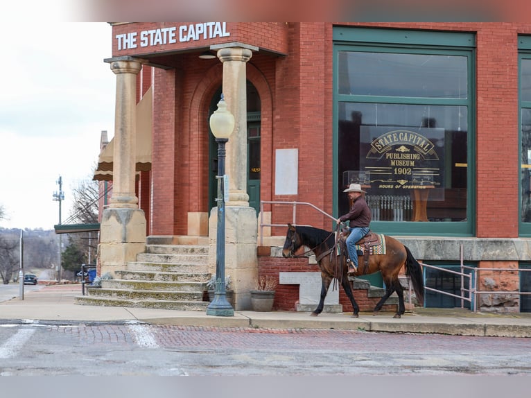 American Quarter Horse Wałach 5 lat 150 cm Grullo in Ripley