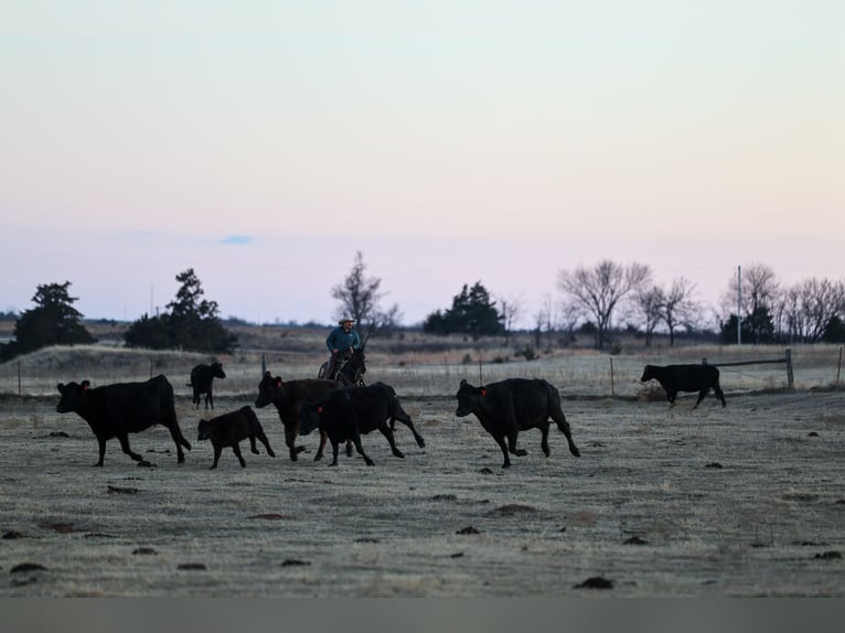 American Quarter Horse Wałach 5 lat 150 cm Grullo in Ripley