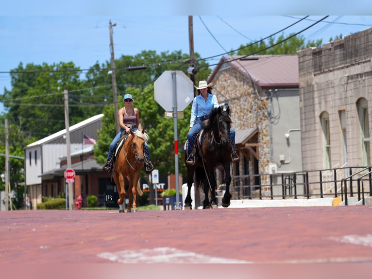 American Quarter Horse Wałach 5 lat 150 cm Izabelowata in Terrell