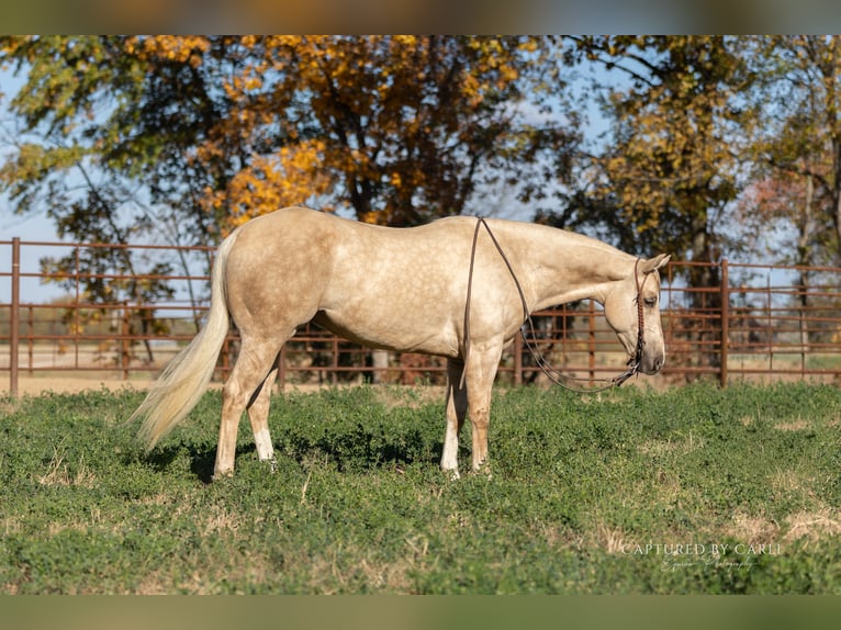 American Quarter Horse Wałach 5 lat 150 cm Izabelowata in Lewistown