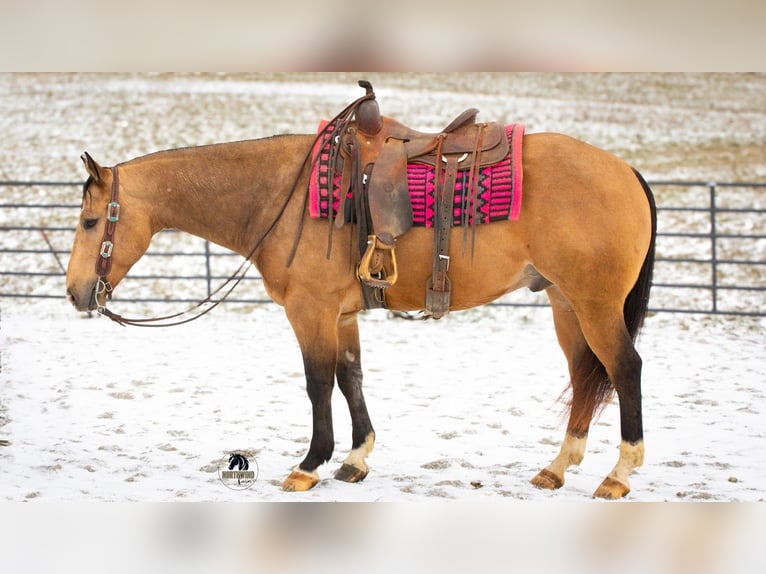American Quarter Horse Wałach 5 lat 150 cm Jelenia in Fredericksburg