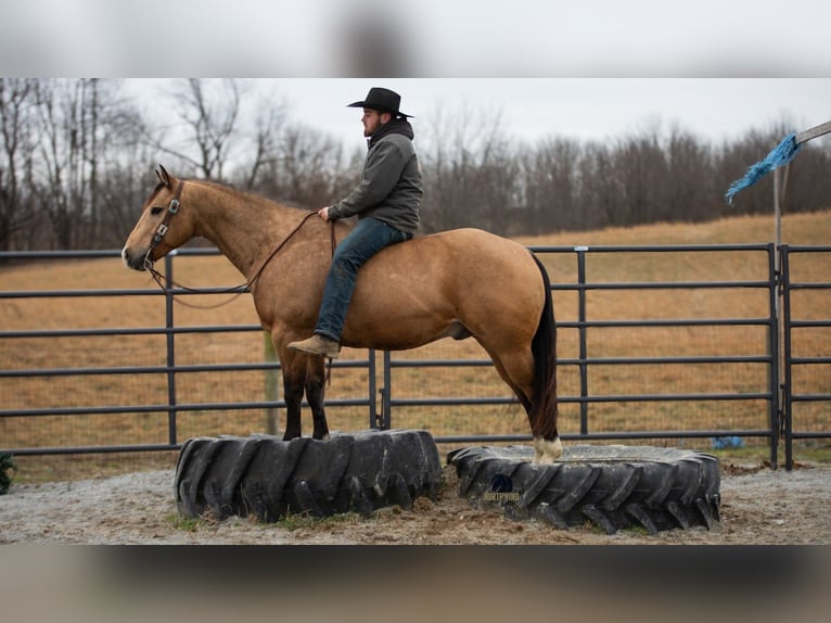 American Quarter Horse Wałach 5 lat 150 cm Jelenia in Fredericksburg