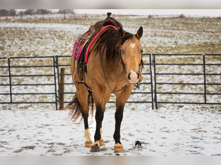 American Quarter Horse Wałach 5 lat 150 cm Jelenia in Fredericksburg