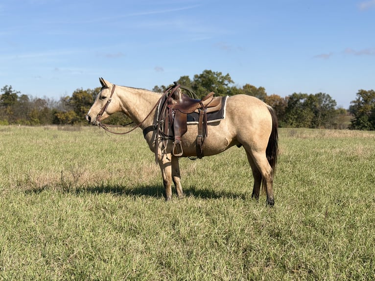 American Quarter Horse Wałach 5 lat 150 cm Jelenia in Shelbina