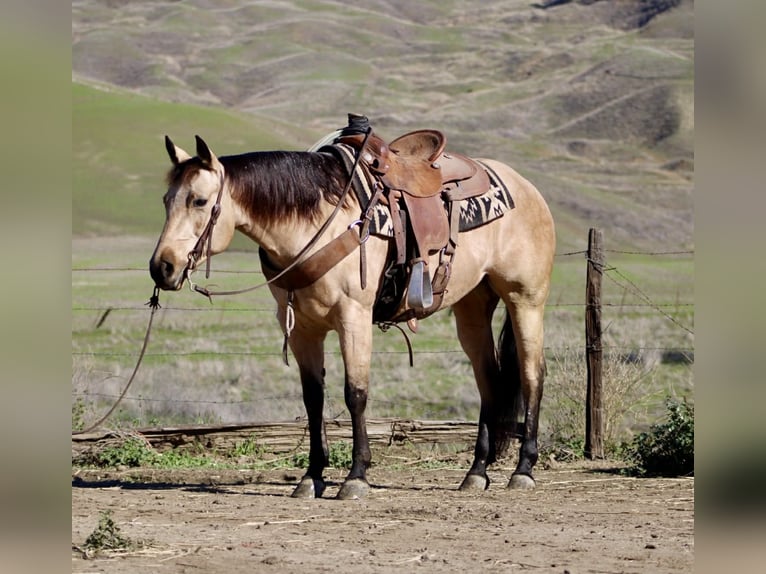 American Quarter Horse Wałach 5 lat 150 cm Jelenia in Paicines CA