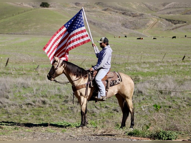 American Quarter Horse Wałach 5 lat 150 cm Jelenia in Paicines CA