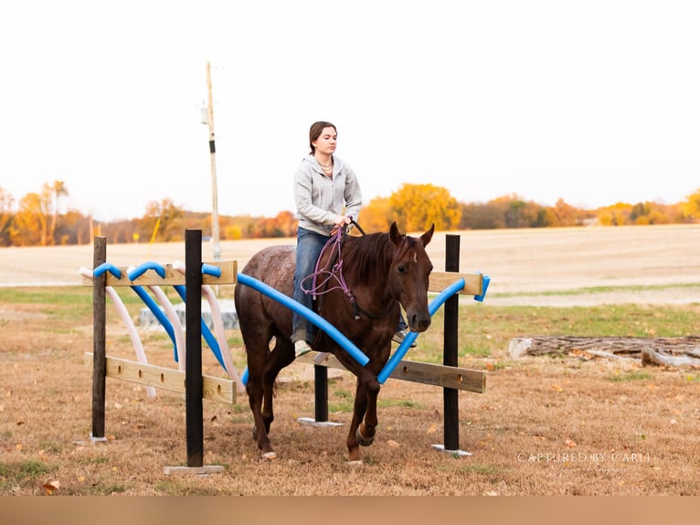 American Quarter Horse Wałach 5 lat 150 cm Kasztanowatodereszowata in Lewistown