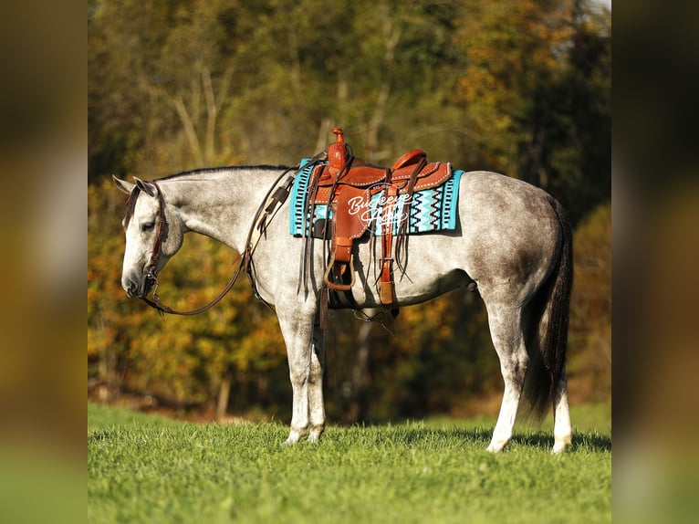 American Quarter Horse Wałach 5 lat 150 cm Siwa jabłkowita in Millersburg