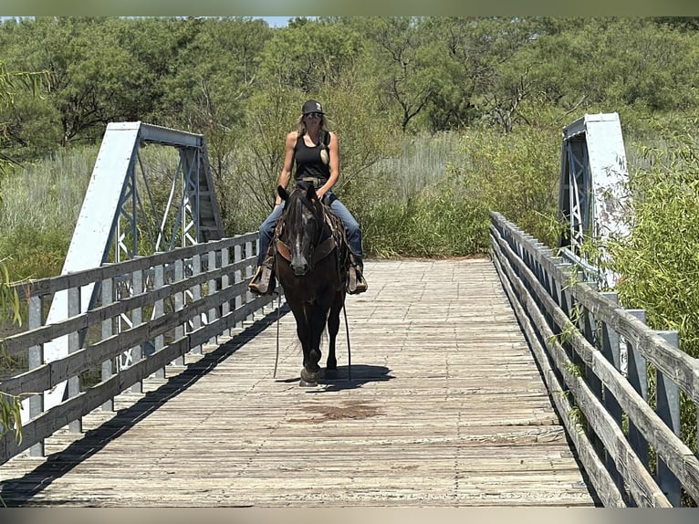 American Quarter Horse Wałach 5 lat 150 cm Siwa jabłkowita in Jacksboro, TX