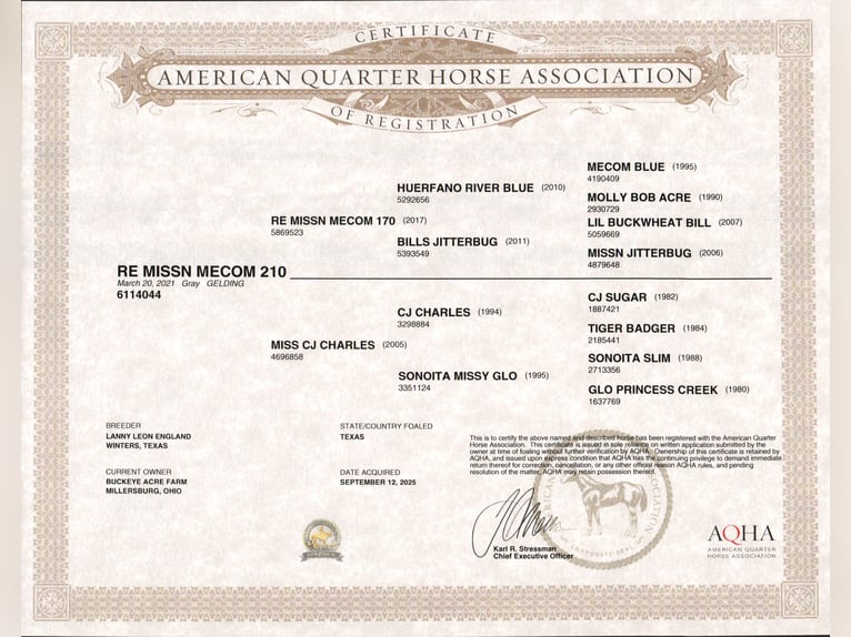 American Quarter Horse Wałach 5 lat 150 cm Siwa jabłkowita in Millersburg