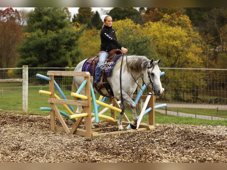 American Quarter Horse Wałach 5 lat 150 cm Siwa jabłkowita in Millersburg
