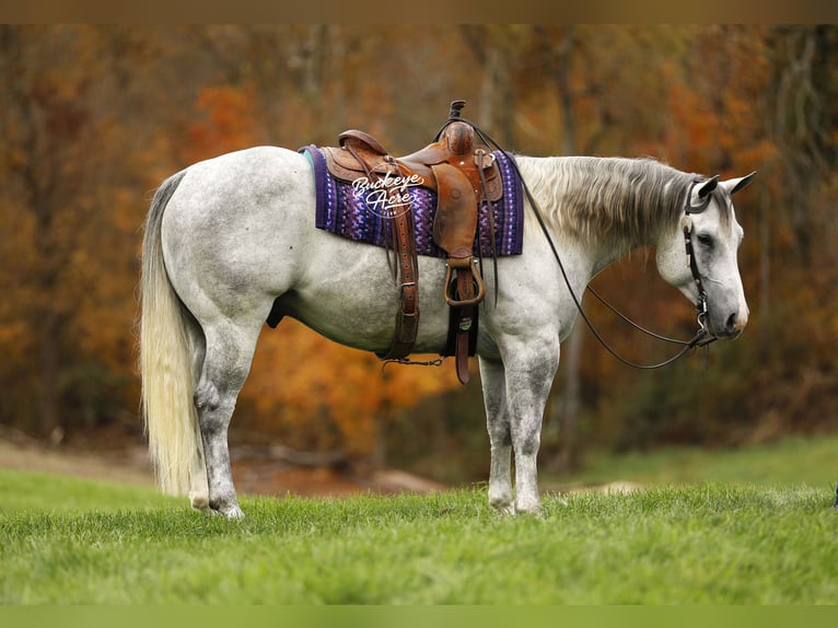 American Quarter Horse Wałach 5 lat 150 cm Siwa jabłkowita in Millersburg