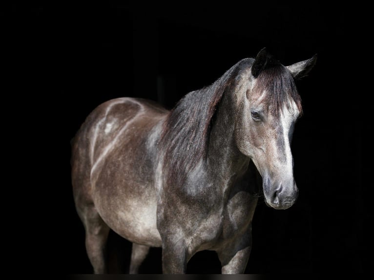 American Quarter Horse Wałach 5 lat 150 cm Siwa in Carrollton, MO