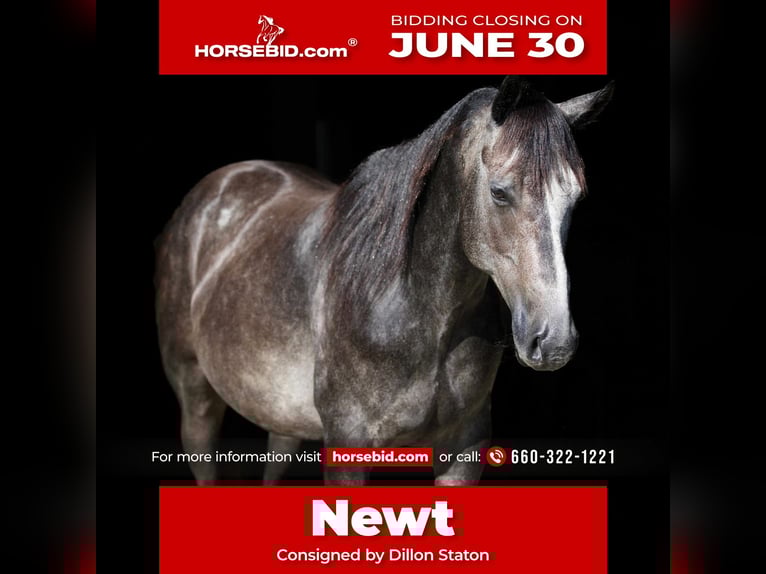 American Quarter Horse Wałach 5 lat 150 cm Siwa in Carrollton, MO