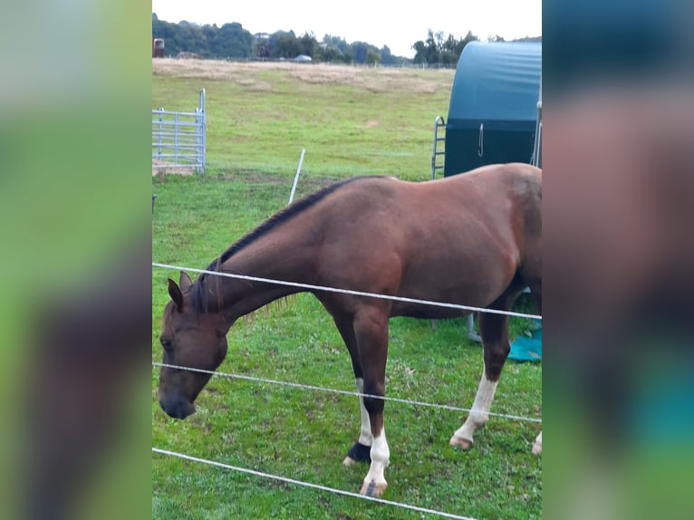American Quarter Horse Wałach 5 lat 150 cm Skarogniada in Fürthen