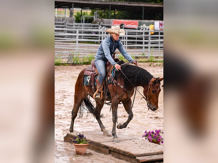 American Quarter Horse Wałach 5 lat 151 cm Gniada in Sinsheim