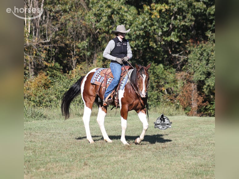 American Quarter Horse Wałach 5 lat 151 cm Tobiano wszelkich maści in Mount Vernon
