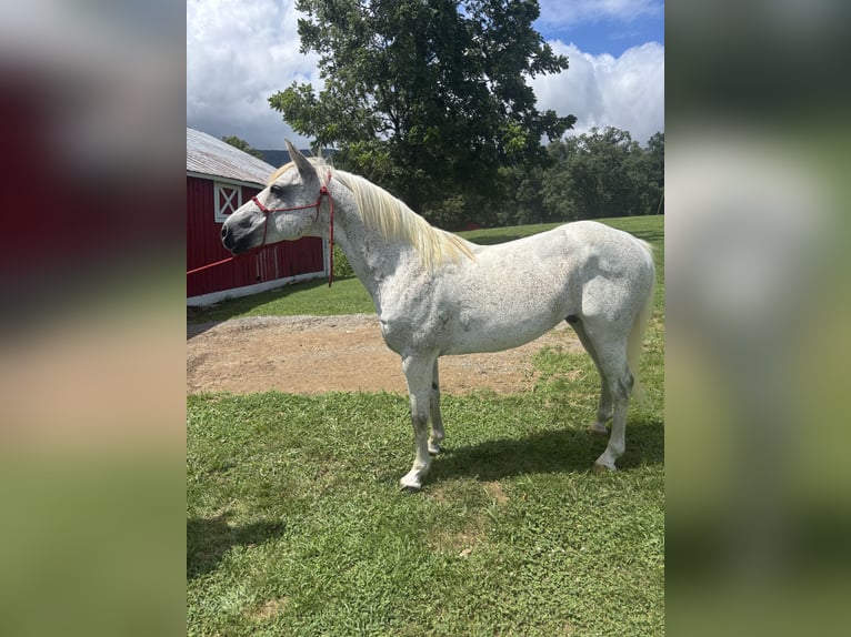 American Quarter Horse Wałach 5 lat 152 cm Biała in New Market