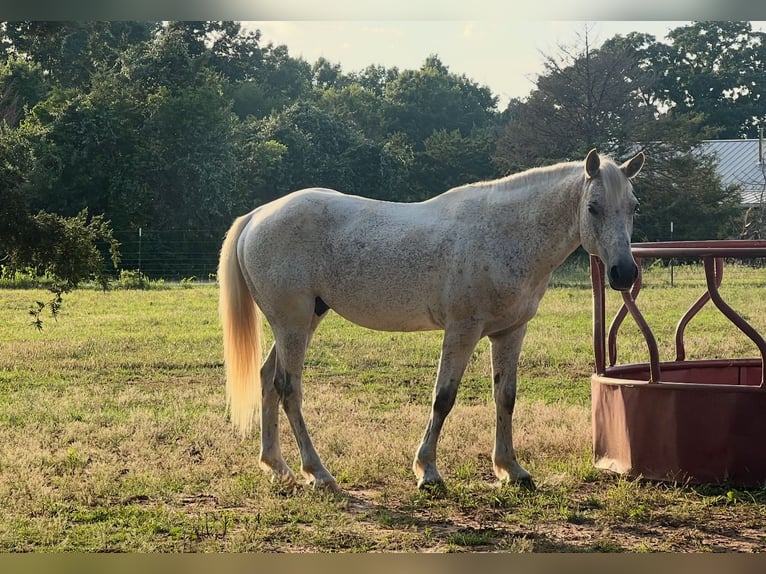 American Quarter Horse Wałach 5 lat 152 cm Biała in New Market