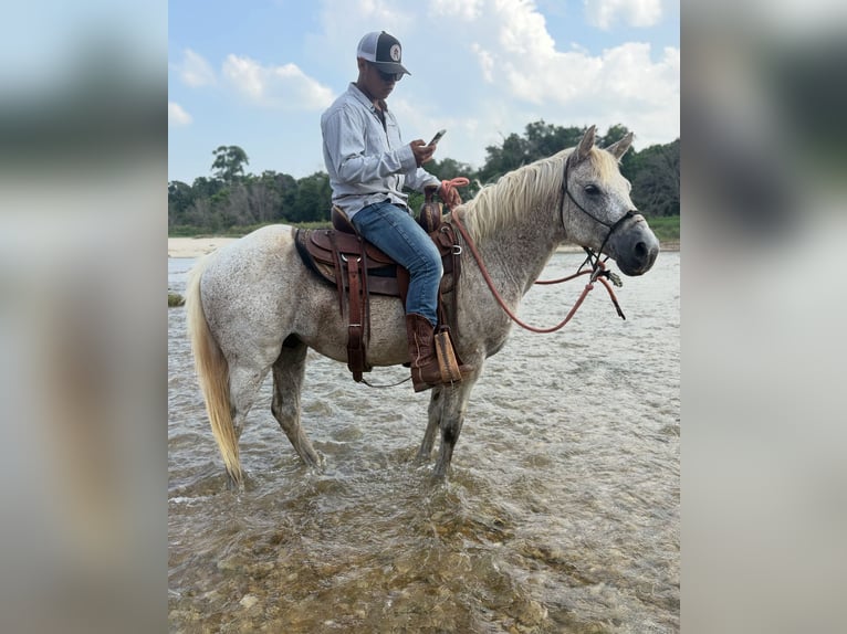 American Quarter Horse Wałach 5 lat 152 cm Biała in New Market