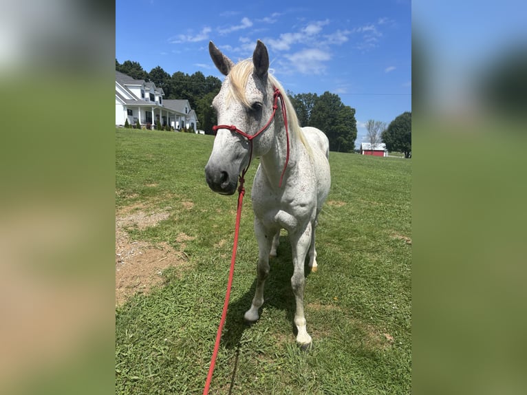American Quarter Horse Wałach 5 lat 152 cm Biała in New Market