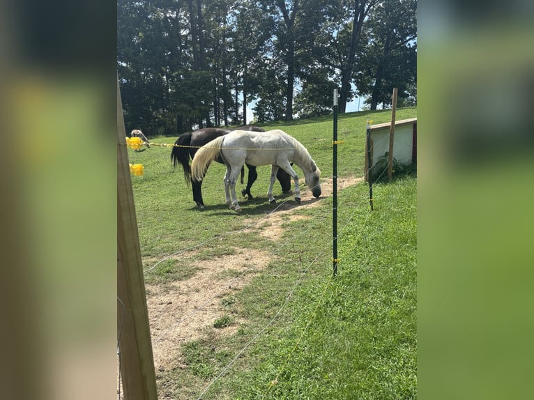 American Quarter Horse Wałach 5 lat 152 cm Biała in New Market