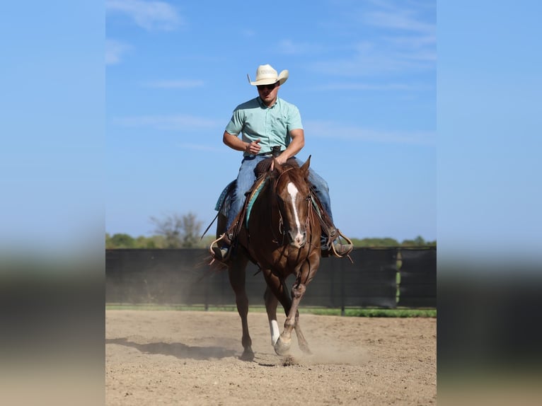 American Quarter Horse Wałach 5 lat 152 cm Ciemnokasztanowata in Buffalo