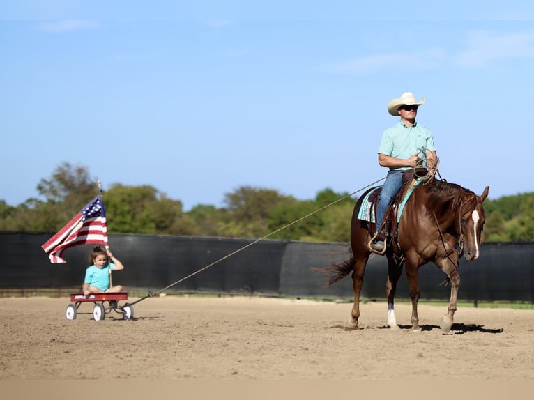 American Quarter Horse Wałach 5 lat 152 cm Ciemnokasztanowata in Buffalo