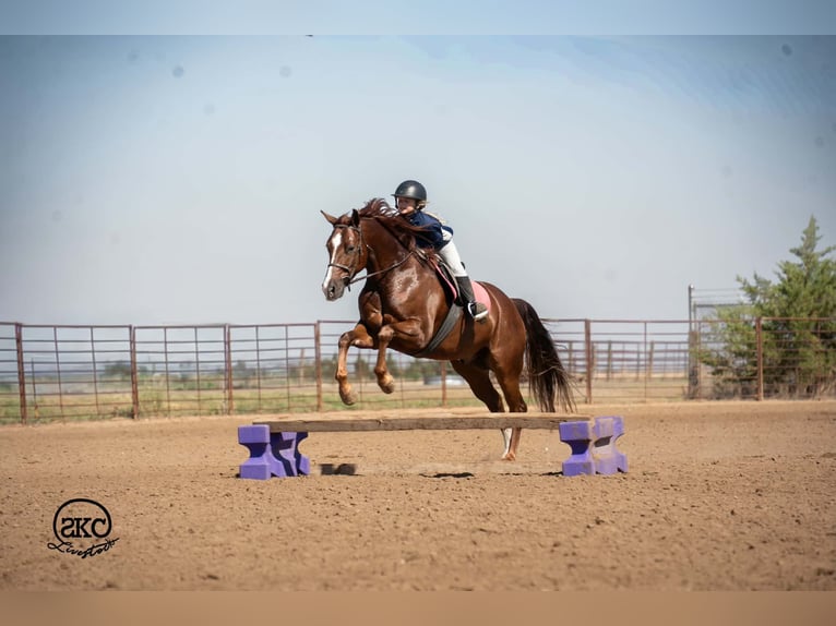American Quarter Horse Wałach 5 lat 152 cm Ciemnokasztanowata in Canyon