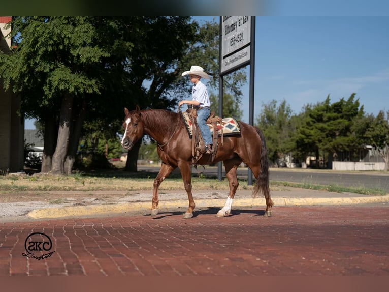 American Quarter Horse Wałach 5 lat 152 cm Ciemnokasztanowata in Canyon