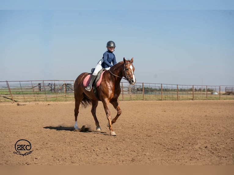 American Quarter Horse Wałach 5 lat 152 cm Ciemnokasztanowata in Canyon