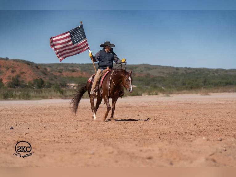 American Quarter Horse Wałach 5 lat 152 cm Ciemnokasztanowata in Canyon