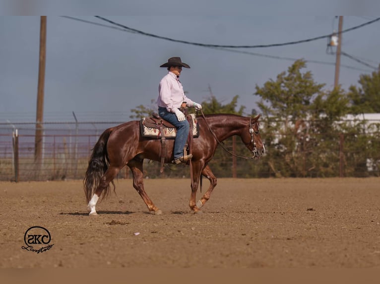 American Quarter Horse Wałach 5 lat 152 cm Ciemnokasztanowata in Canyon