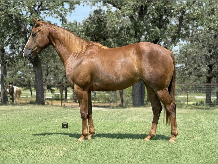 American Quarter Horse Wałach 5 lat 152 cm Ciemnokasztanowata in Jacksboro, TX
